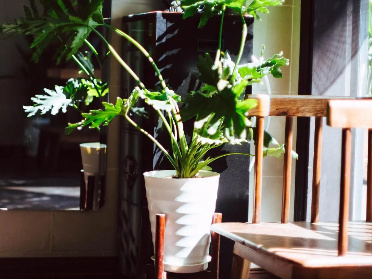 Hostel Hoianese Center Hotel - Truly Hoi An